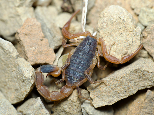 Chinese Scorpion