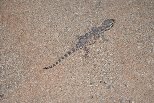 Southern Tuberculated Gecko