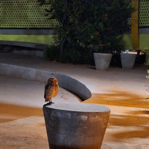 Burrowing Owl