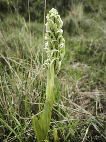 Lizard Orchid