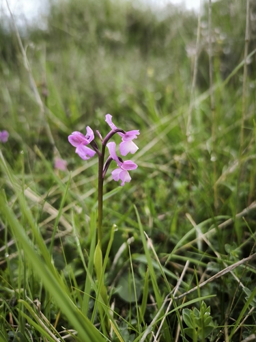 green-winged orchid