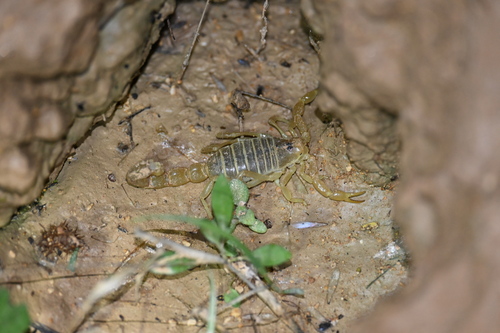 Trypanothacus buettikeri