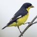 Lesser Goldfinch - Photo (c) eric feldkamp, all rights reserved