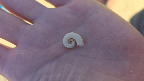 Spirula spirula
