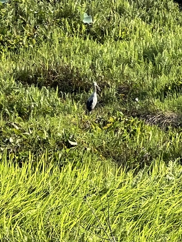 Asian Openbill