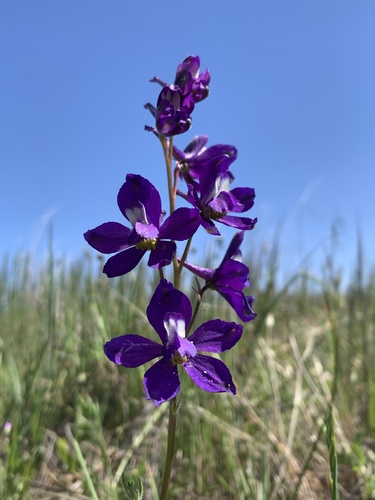 iNaturalist observation photo of Delphinium variegatum variegatum