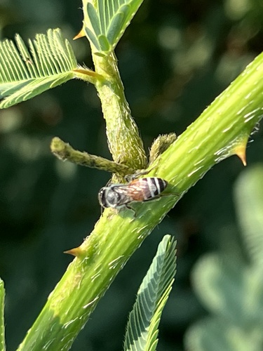 Red Dwarf Honey Bee