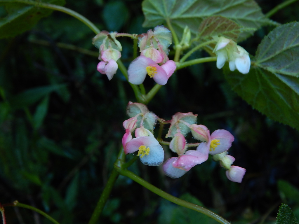 Begonia chiapensis (Begonia chiapensis)