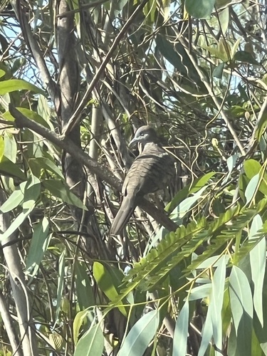 Zebra Dove
