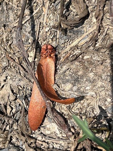 Dipterocarpus intricatus