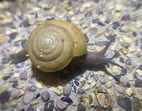 Sarika siamensis