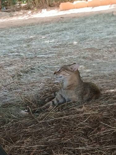 African Wildcat