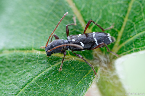 Amamiclytus limaticollis