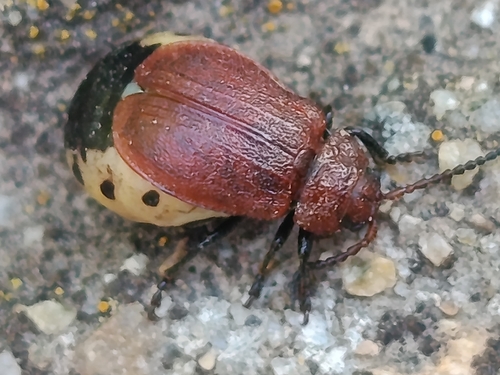 Galeruca rufa