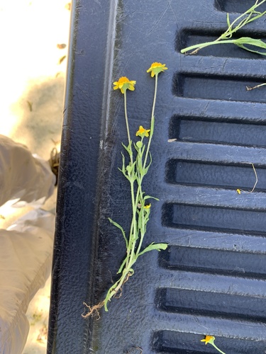 iNaturalist observation photo of goldfields