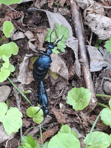 Violet Oil Beetle