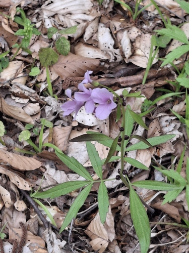 coralroot