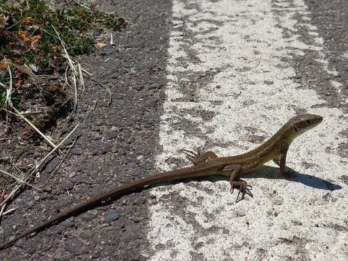 Green Lizard