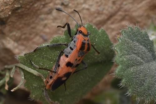 Spilostethus longulus