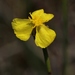 Elliott's Yelloweyed Grass - Photo (c) Bart Jones, all rights reserved