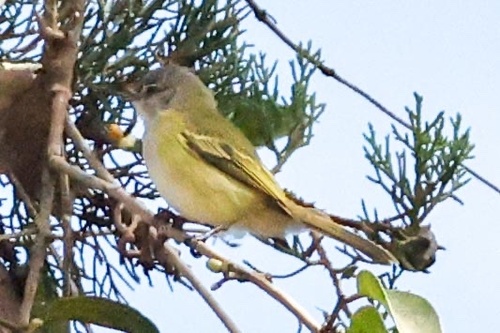 Gray-capped Tyrannulet