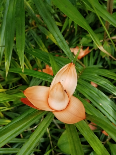 Climbing Pandanus (Freycinetia cumingiana)