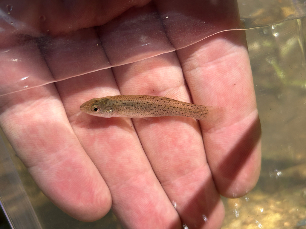 Stippled Studfish in May 2026 by Owen Marvin · iNaturalist