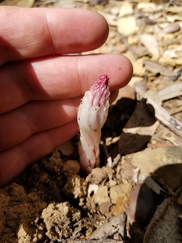 iNaturalist observation photo of sugarstick