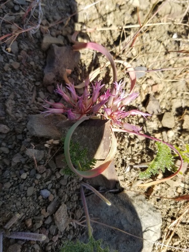 iNaturalist observation photo of scytheleaf onion