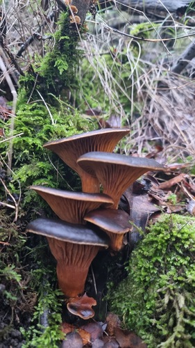 Jack O'Lantern Mushroom