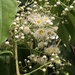 Prunus phaeosticta - Photo (c) Kaihsin Cheng, all rights reserved, uploaded by Kaihsin Cheng