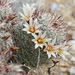 Peninsular Fishhook Cactus - Photo (c) Jay Keller, all rights reserved, uploaded by Jay L. Keller