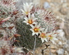 Peninsular Fishhook Cactus - Photo (c) Jay Keller, all rights reserved, uploaded by Jay Keller