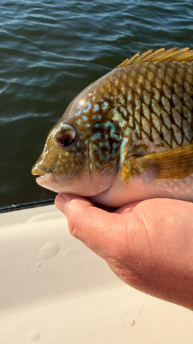 Redbreast Tilapia