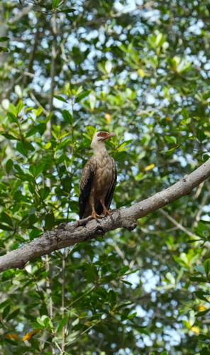 Palm-nut Vulture