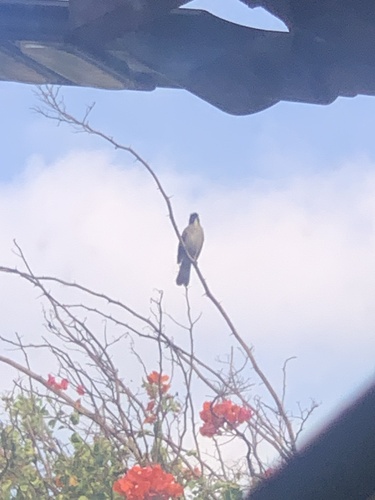 Olive-gray Saltator