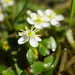Lobb's Aquatic Buttercup - Photo (c) Len Mazur, all rights reserved, uploaded by Len Mazur