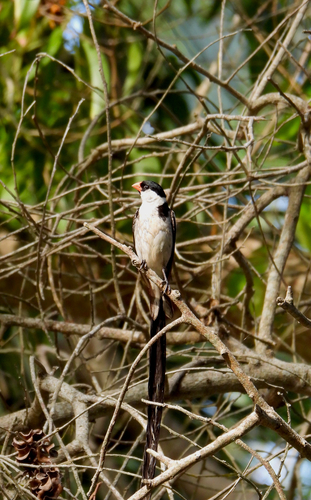 Pin-tailed Whydah