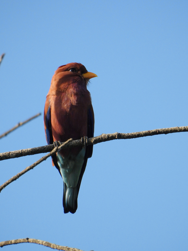 Broad-billed Roller