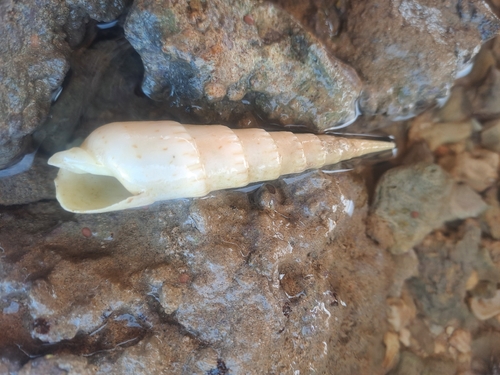 Oxymeris crenulata