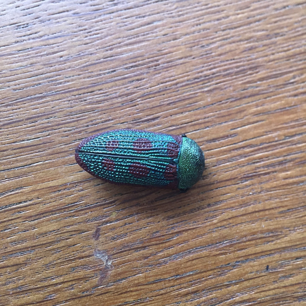 Genus Stigmodera · iNaturalist