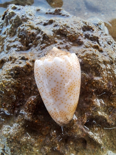 Conus arenatus