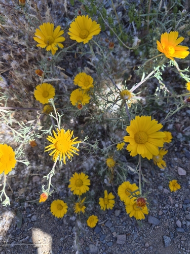 Palm Springs Daisy