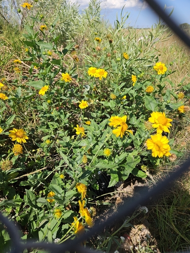 cowpen daisy