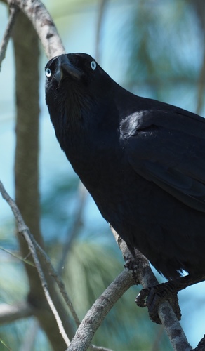 Torresian Crow