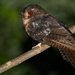 Moluccan Owlet-Nightjar - Photo (c) Carlos N. G. Bocos, all rights reserved, uploaded by Carlos N. G. Bocos