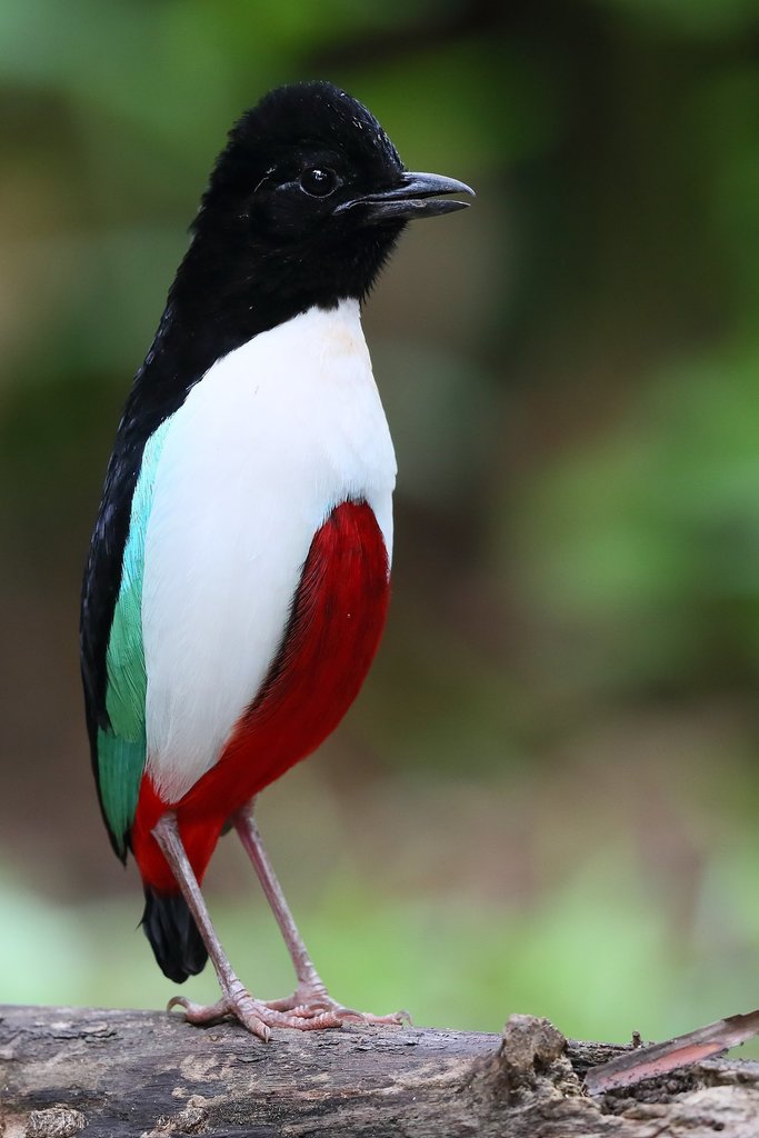 Ivory-breasted Pitta (Pitta maxima) photo