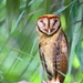 Barn, Masked, Grass, and Sooty Owls - Photo (c) Carlos N. G. Bocos, all rights reserved, uploaded by Carlos N. G. Bocos