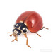 Spotless Lady Beetle - Photo (c) Joseph C, all rights reserved