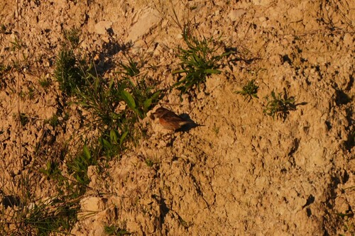 Avistamiento Saxicola rubicola